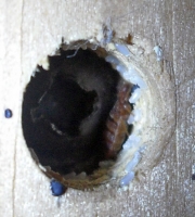 Bedbug_with_eggs